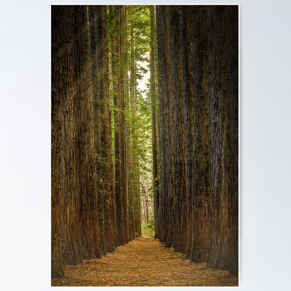 Item preview, Redwood Forest, Warburton, Victoria designed and sold by Scott Harty.