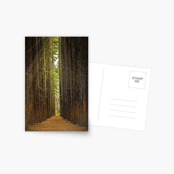 Item preview, Redwood Forest, Warburton, Victoria designed and sold by Scott Harty.