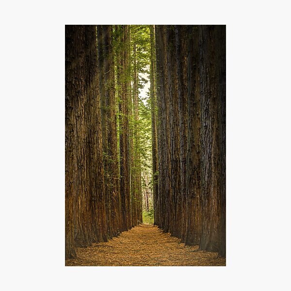 Item preview, Redwood Forest, Warburton, Victoria designed and sold by Scott Harty.