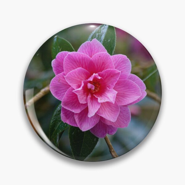 Item preview, "Temple Flower" Camelia Reticulata Pink Mid-Spring Bloom designed and sold by Tony-Bedford.
