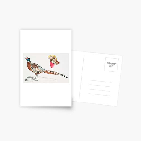 Chinese Ring-necked Pheasant (Phasianus Torquatus/ Head of the Common Golden Pheasant (Chrysolophus Pictus) Postcard