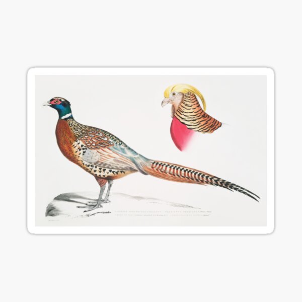 Chinese Ring-necked Pheasant (Phasianus Torquatus/ Head of the Common Golden Pheasant (Chrysolophus Pictus) Sticker