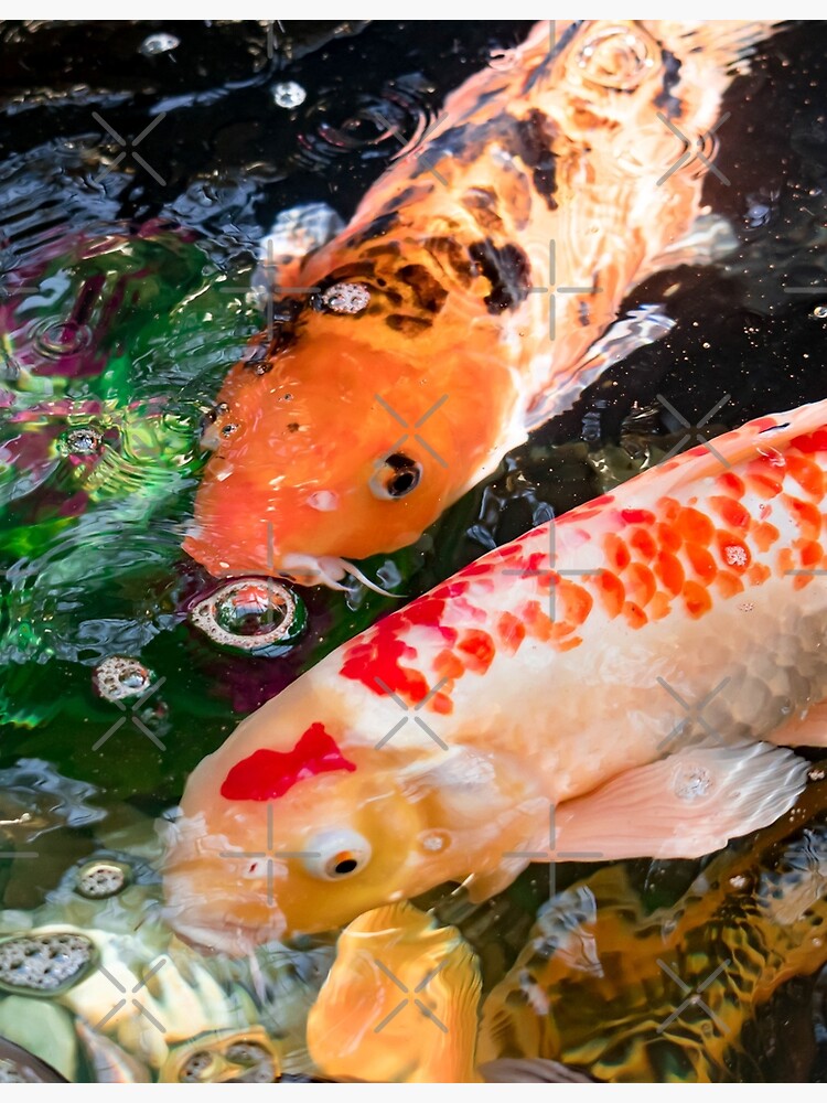 Getting To Know Local Koi Fish Types And How To Incorporate It With  Imported Koi