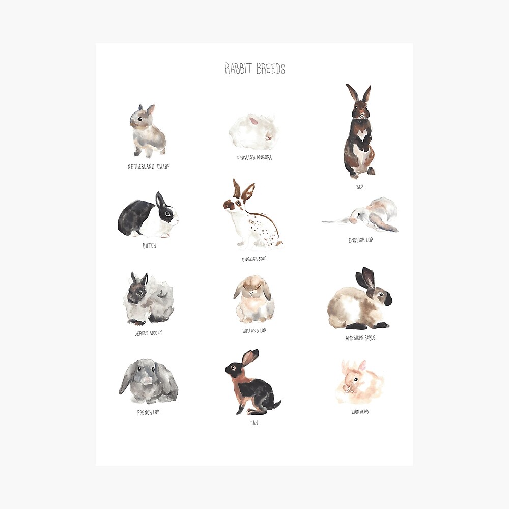 Rabbit Breeds