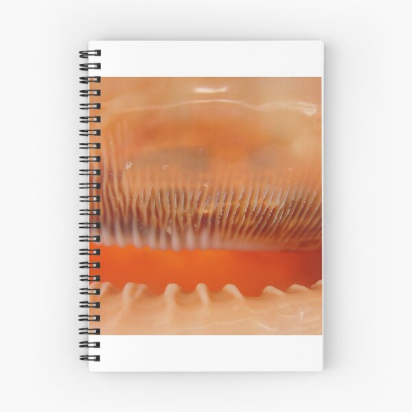 Item preview, interior view of a large seashell designed and sold by Olga Kydryavskaya.