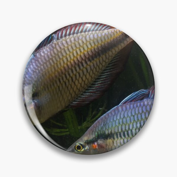 Item preview, Melanotaenia trifasciata - Cato River designed and sold by Derek Byrne.