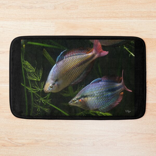 Item preview, Melanotaenia trifasciata - Cato River designed and sold by Derek Byrne.
