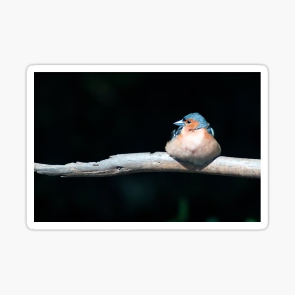 Chaffinch in the sunlight Sticker