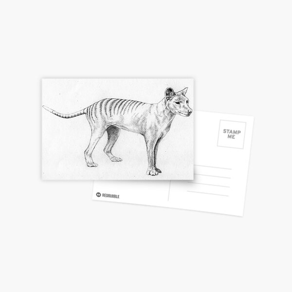 Tasmanian Tiger (believed to be extinct) Postcard