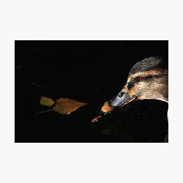 Close-up of female mallard on Llangollen Canal Photographic Print