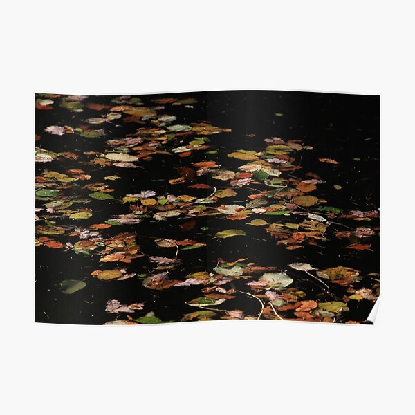 Autumn leaves on water Poster