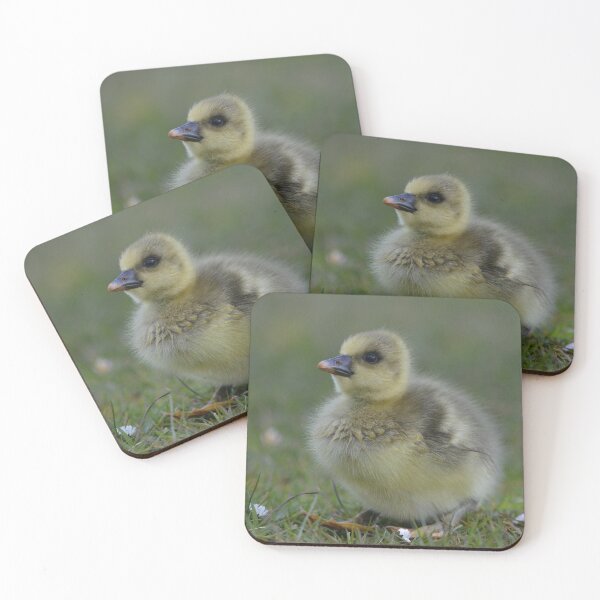Item preview, Fluffy greylag gosling designed and sold by ClaireChown.