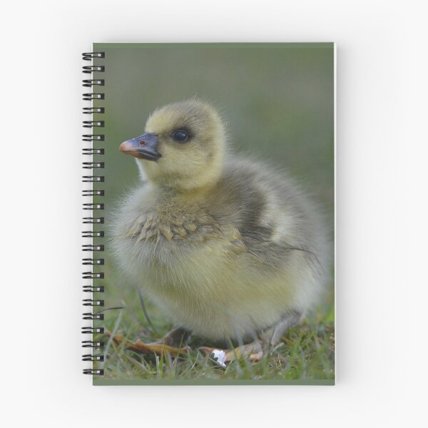 Item preview, Fluffy greylag gosling designed and sold by ClaireChown.