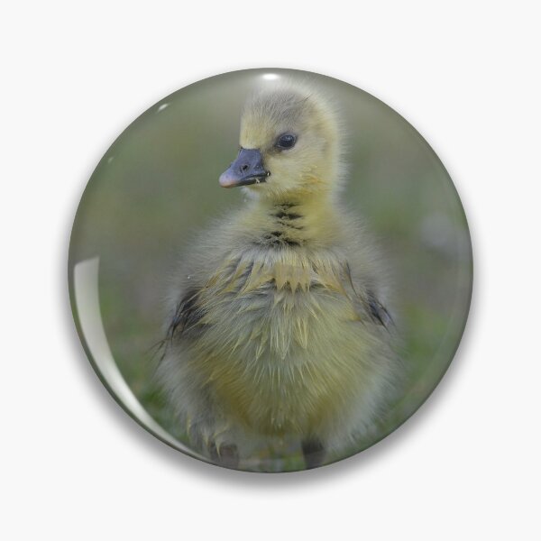 Item preview, Fluffy gosling with daisies designed and sold by ClaireChown.