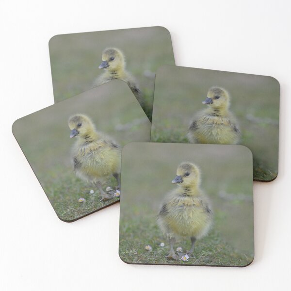 Item preview, Fluffy gosling with daisies designed and sold by ClaireChown.