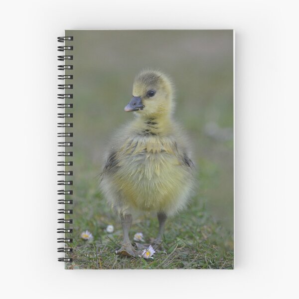 Item preview, Fluffy gosling with daisies designed and sold by ClaireChown.