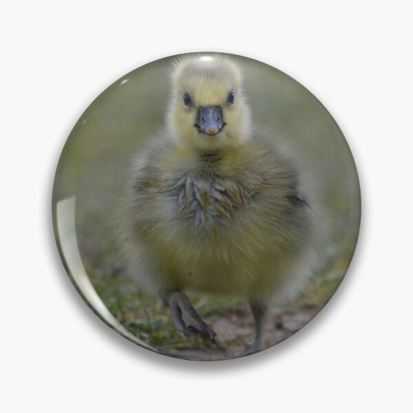 Item preview, Fluffy young gosling designed and sold by ClaireChown.
