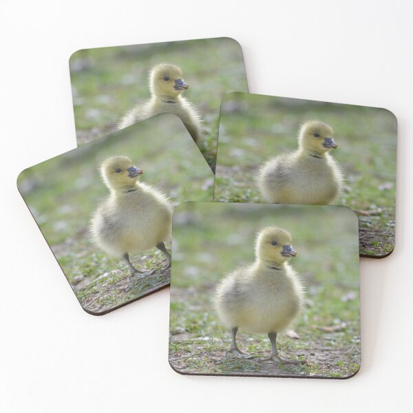 Item preview, Fluffy young gosling designed and sold by ClaireChown.