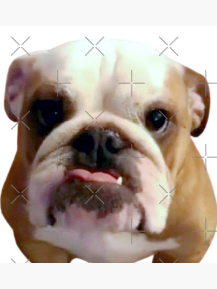 Labored Breathing English Bulldog Breathing Fast Bulldog Breathing