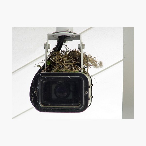 Item preview, Now Watch The Birdie designed and sold by WildestArt.