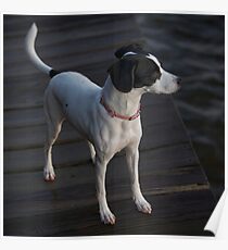 My dog Leica Poster