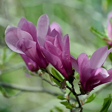 Artwork thumbnail, Spring Splendor by ReneeKennedy