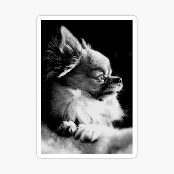 Apple Head Chihuahua Stickers For Sale | Redbubble