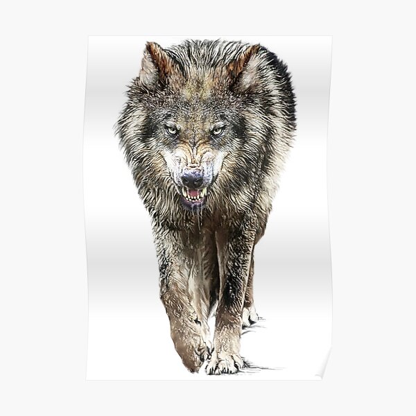 Wandbilder Growling Wolf Redbubble