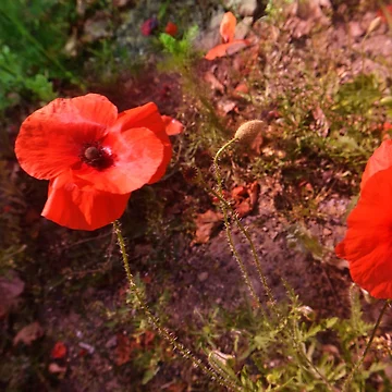 Artwork thumbnail, Distorted Poppy by Jessica Reilly