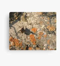 Narbee Metal Print