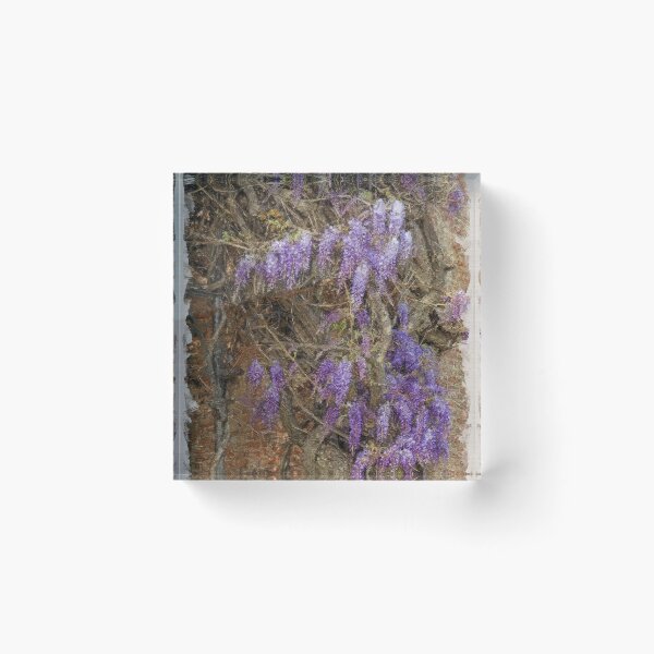 Item preview, Wisteria watercolor style designed and sold by ritadilalla.