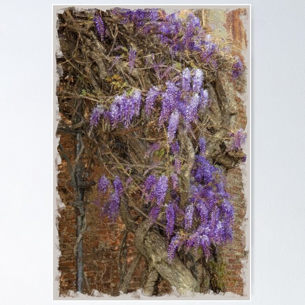Item preview, Wisteria watercolor style designed and sold by ritadilalla.