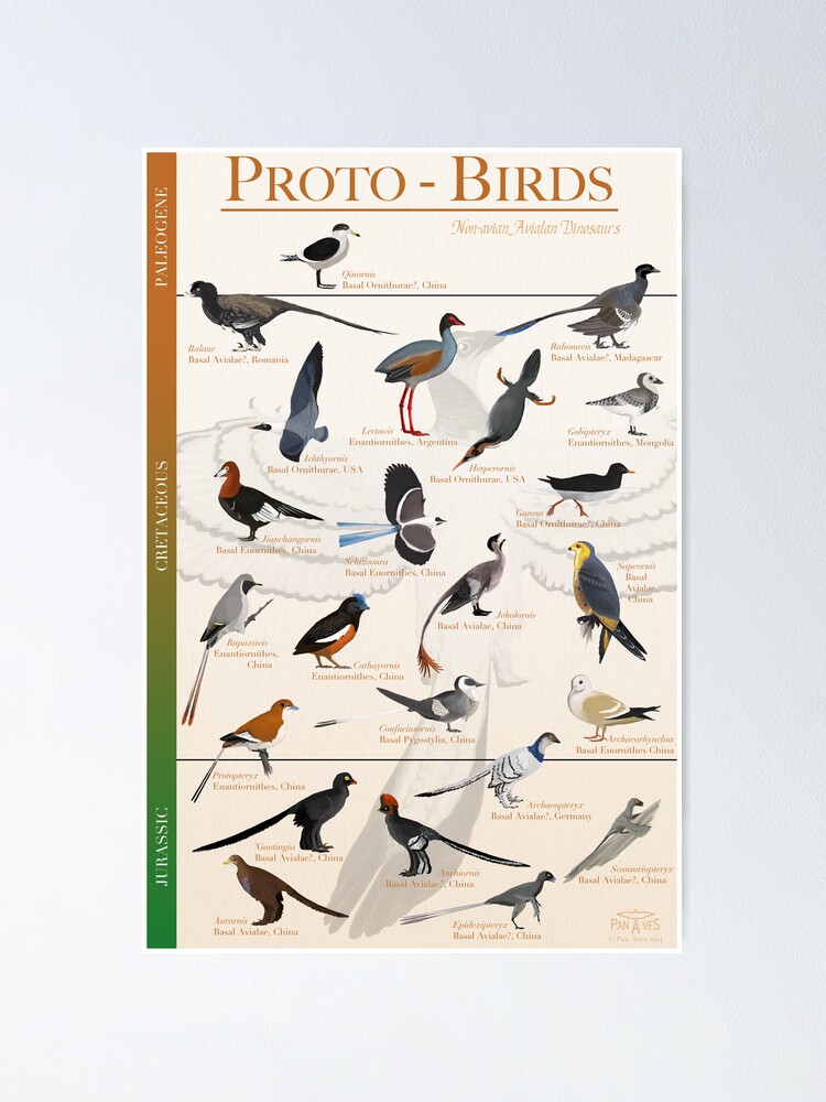 Alternate view of Proto-Birds Poster Poster