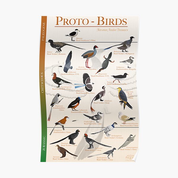 Póster de Proto-Aves Póster
