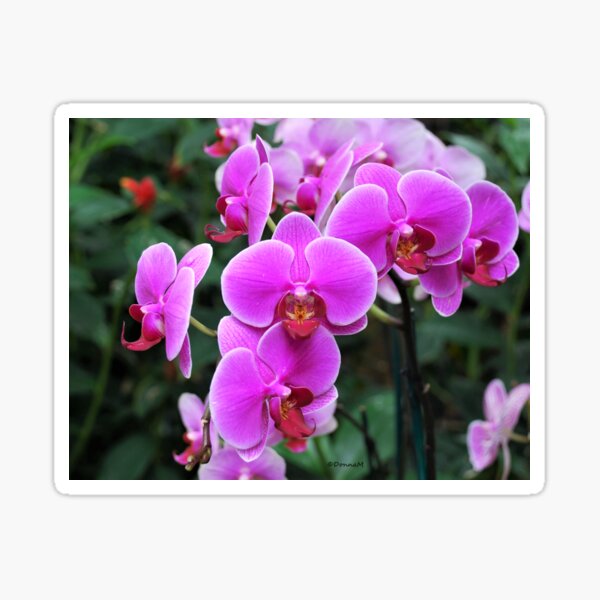 Item preview, Opulent Orchid designed and sold by DonnaM.