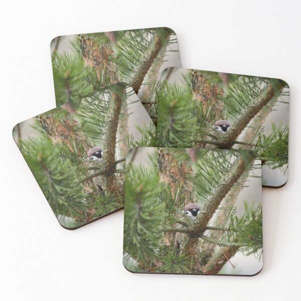 Item preview, Hiding in pine. Eurasian tree sparrow designed and sold by Jouko Lehto Photography.