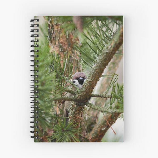 Item preview, Hiding in pine. Eurasian tree sparrow designed and sold by Jouko Lehto Photography.