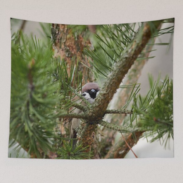 Item preview, Hiding in pine. Eurasian tree sparrow designed and sold by Jouko Lehto Photography.
