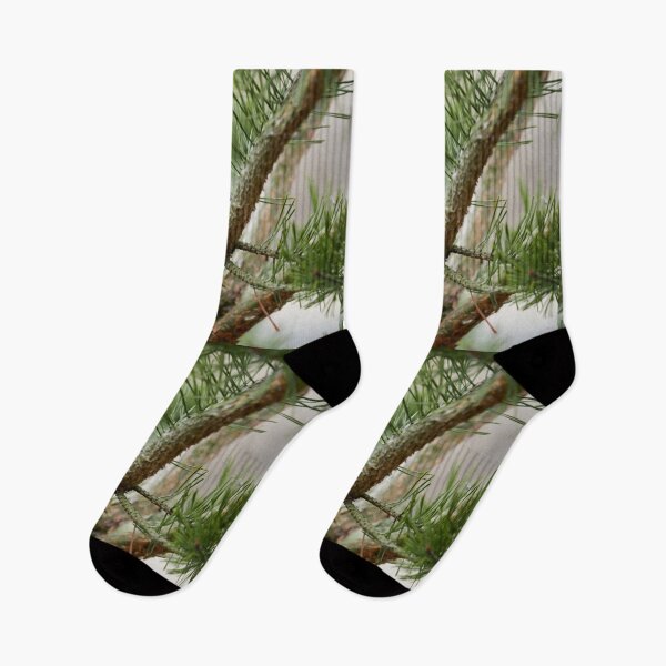 Item preview, Hiding in pine. Eurasian tree sparrow designed and sold by Jouko Lehto Photography.