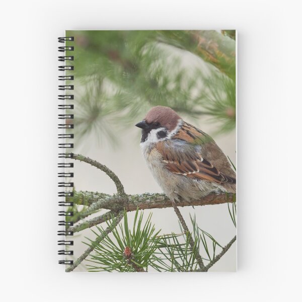 Item preview, In all the glory. Eurasian tree sparrow designed and sold by Jouko Lehto Photography.