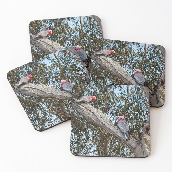 Artikelvorschau, Galahs, Canberra, Australien 4 entworfen und verkauft von StevenRalserPhoto.