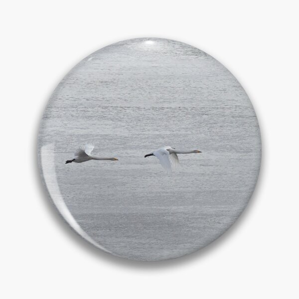 Item preview, Fly over the frozen lake. Whooper swan designed and sold by Jouko Lehto Photography.