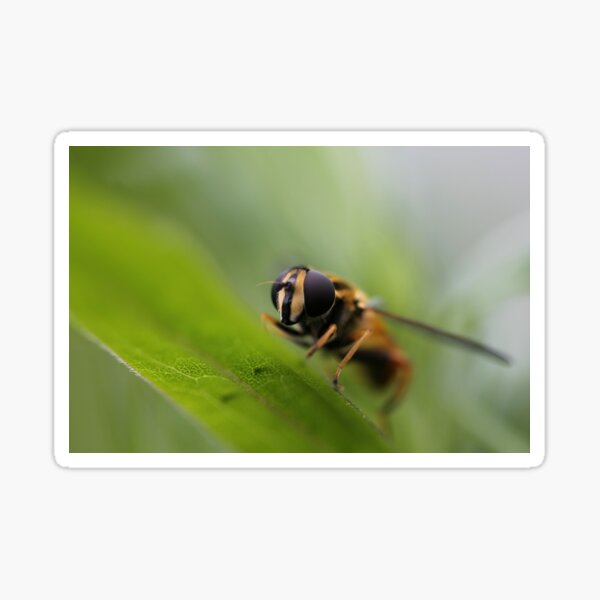 Hoverfly Sticker