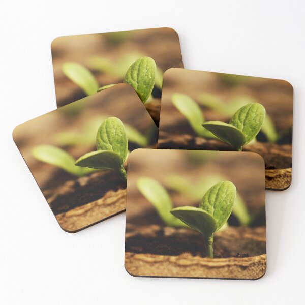 Item preview, Growing watermelons from seeds designed and sold by Michaelerch.