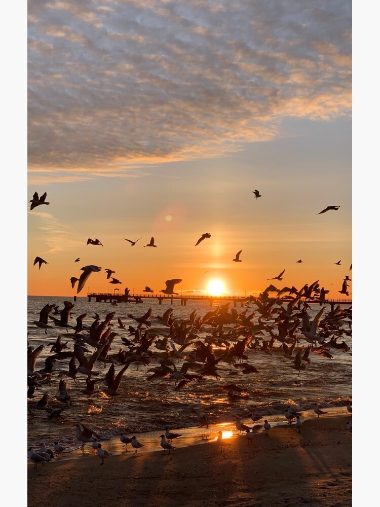 Vogel-Aufgang, Usedom von leanderwattig