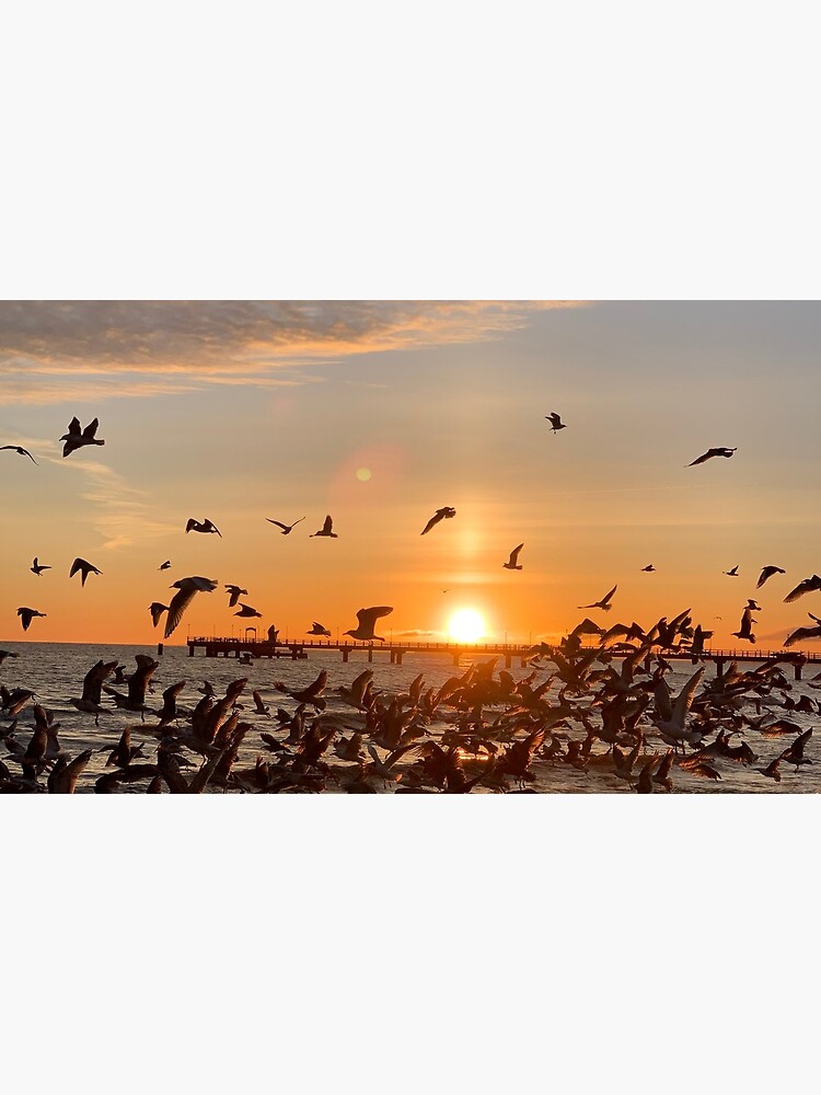 Vogel-Aufgang, Usedom von leanderwattig