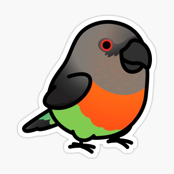 Item preview, Chubby Red-bellied Parrot Male designed and sold by birdhism.