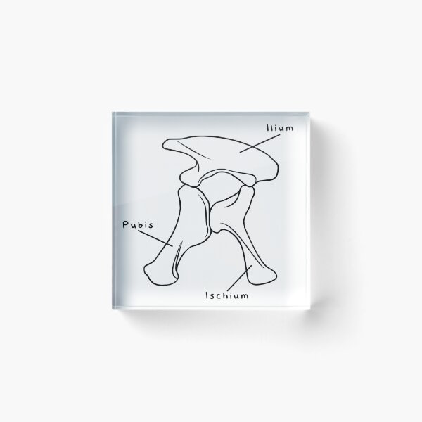 Item preview, Apatosaurus Pelvis (Labeled) designed and sold by peltigaan.
