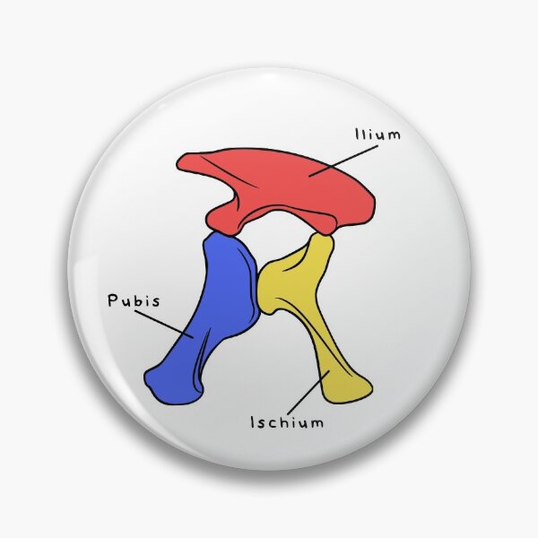 Item preview, Apatosaurus Pelvis (Colored & Labeled) designed and sold by peltigaan.