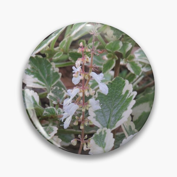 Item preview, Variegated plectranthus designed and sold by greentiger1.